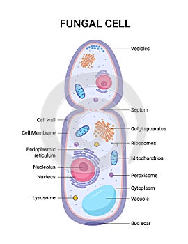 Vector illustration of the Fungal cell anatomy structure. Educational infographic photo